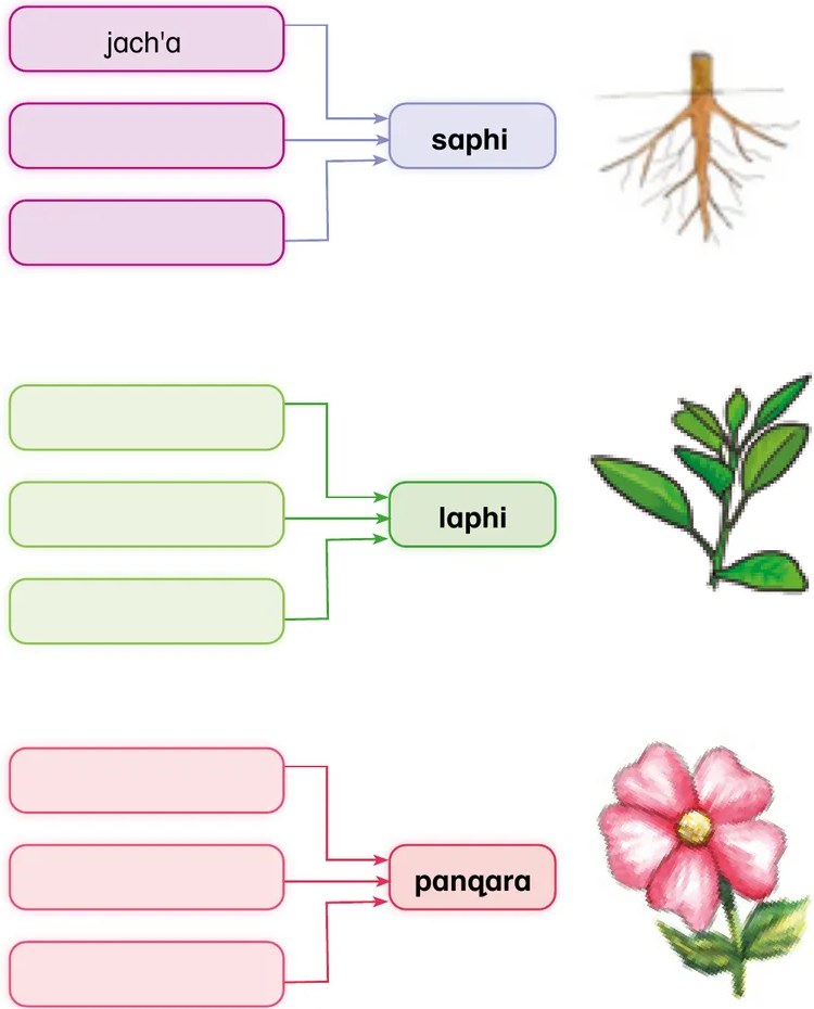 Dibujo de una planta con hojas verdes (laphi) bien definidas.