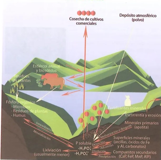 Figura 2 de Ciencias Naturales · 8 EGB · 2025