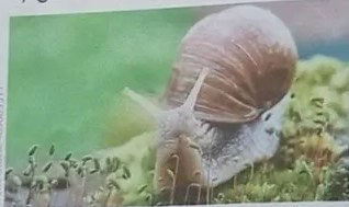 Fotografía de un animal vertebrado en su hábitat (probablemente mamífero amazónico).