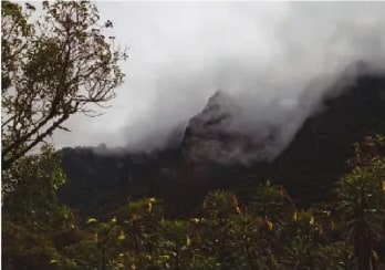 Fotografía de bosque nublado con gran riqueza de briófitas, situado en las estribaciones de la cordillera Oriental.