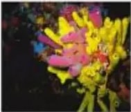 Fotografías de una esponja amarilla, una medusa rosada y un anélido.
