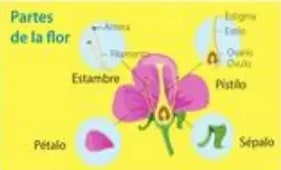 Diagrama coloreado con partes de una flor: antera, pétalo, estambre, estilo, óvulo, ovario, pistilo, sépalo.