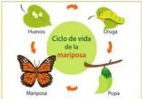 Figura 5 de Ciencias Naturales · 5 EGB · 2024
