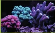 Figura 5 de Ciencias Naturales · 6 EGB · 2025