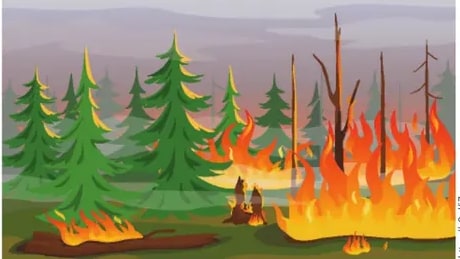 Bosque en llamas con pinos y fuego intenso (wildfire).