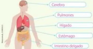 Imágenes de surtidor de gasolina, bombillas y aerogeneradores.