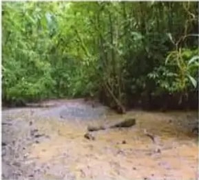 Suelos aluviales arcillosos en la Amazonía ecuatoriana.