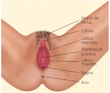 Figura 3 de Ciencias Naturales · 6 EGB · 2025