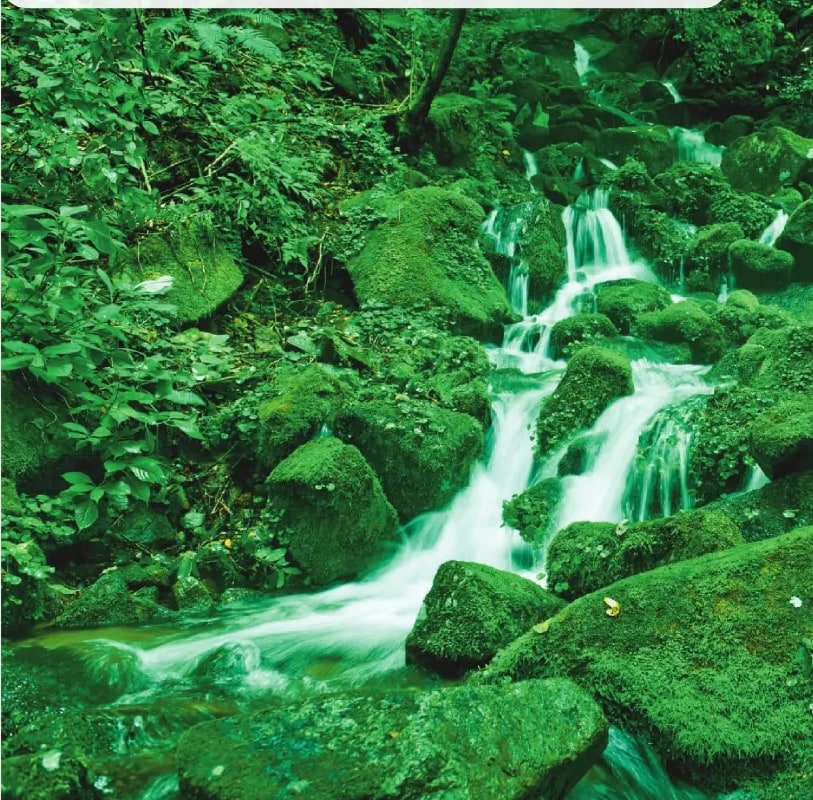 Fotografía a página completa de un bosque tropical húmedo con cascada y abundante vegetación verde, incluyendo musgo y helechos, representando el hábitat de plantas sin semillas.