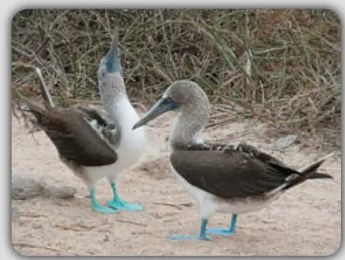 Fotografía de una garza (Waqar) en su hábitat natural junto a un cuerpo de agua, ilustrando la entrada lexicográfica.