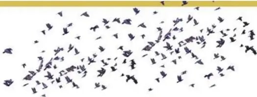 Bandada de muchos pájaros volando.