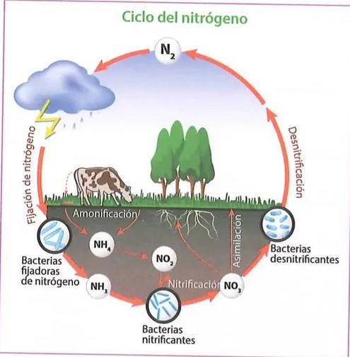 Figura 2 de Ciencias Naturales · 8 EGB · 2025