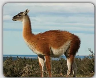 Fotografía de un guanaco (wanaku) en primer plano, mostrando sus características físicas detalladas.