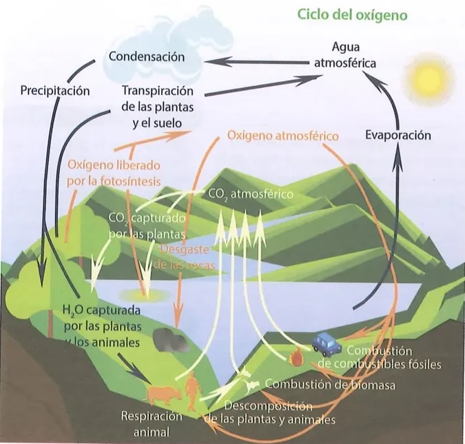 Figura 2 de Ciencias Naturales · 8 EGB · 2025