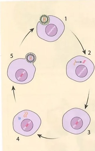 Figura 3 de Ciencias Naturales · 10 EGB · 2024