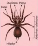 Araña con etiquetas de patas articuladas, cefalotórax, abdomen, ojos.