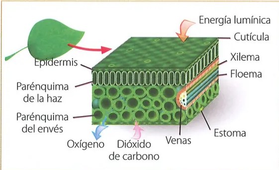 Esquema ilustrado del proceso de fotosíntesis: hoja con sol sobre ella (Energía lumínica), flechas indicando entrada de Dióxido de carbono por estoma, Xilema y Floema en venas, salida de Oxígeno por estoma. Texto resumen al pie: Agua + Gas carbónico + Acción de la luz sobre la clorofila → Glucosa (alimento) + Oxígeno.