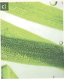Figura 3 de Ciencias Naturales · 8 EGB · 2025