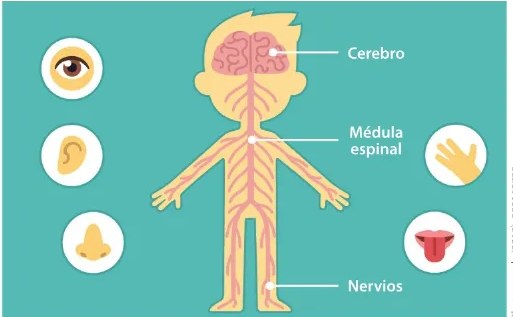Figura 2 de Ciencias Naturales · 6 EGB · 2025