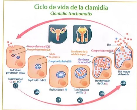 Figura 2 de Ciencias Naturales · 8 EGB · 2025