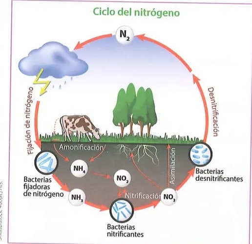 Figura 1 de Ciencias Naturales · 8 EGB · 2025
