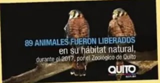 Noticia web amarilla con foto de búhos rescatados.