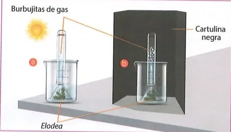 Figura 2 de Ciencias Naturales · 8 EGB · 2025