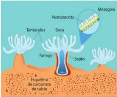 Ilustración de helmintos parásitos: tricocéfalo, áscaris, lombriz intestinal, tenias.