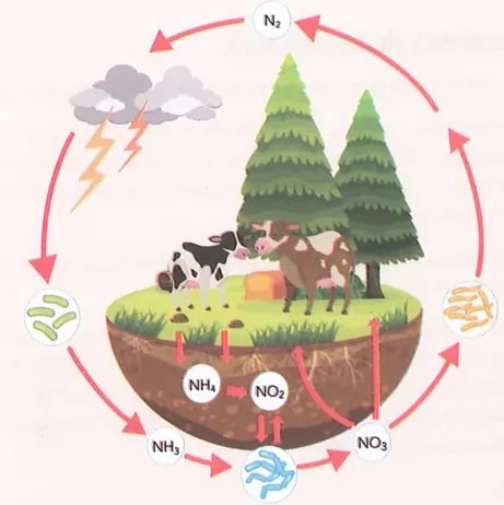 Figura 1 de Ciencias Naturales · 8 EGB · 2025
