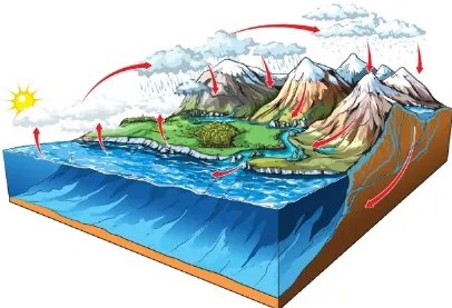 Figura 4 de Ciencias Naturales · 6 EGB · 2025