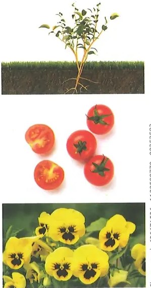 Figura 2 de Ciencias Naturales · 2 EGB · 2025