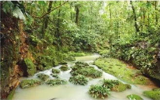 Fotografía de ecosistema con paisaje de plantas sin semilla de bosque lluvioso de la Amazonía ecuatoriana.
