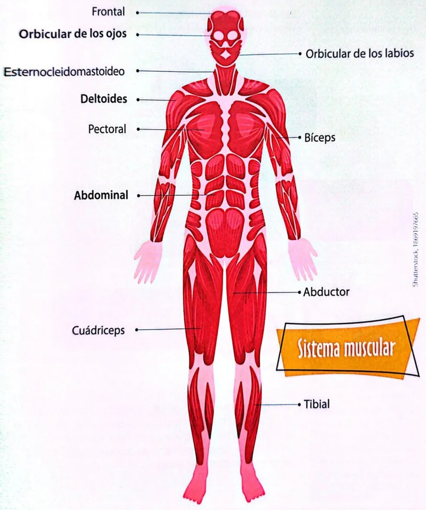 Figura 2 de Ciencias Naturales · 4 EGB · 2025