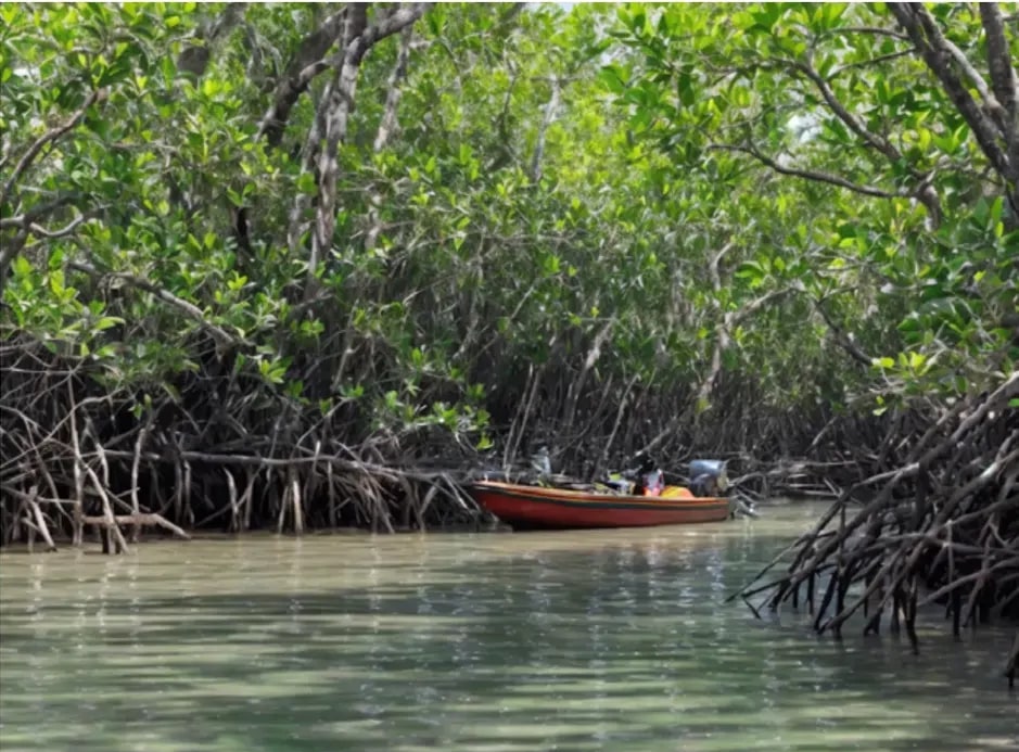 Fotografía aérea de la Reserva Ecológica Manglares Cayapas–Mataje.