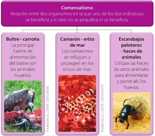 Figura 2 de Ciencias Naturales · 6 EGB · 2025