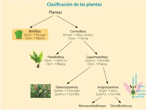 Diagrama de clasificación de plantas elaborado por Maya Ediciones, mostrando la jerarquía desde Plantas hasta Monocotiledóneas y Dicotiledóneas, con fotografías de musgo, helecho y gimnosperma. Incluye flor de angiosperma con partes señaladas: pétalos, perianto, sépalos, receptáculo.