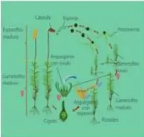 Diagrama coloreado del ciclo del helecho con frondas y esporas.