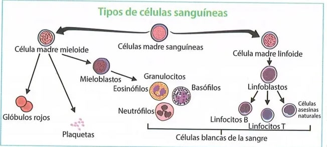 Figura 3 de Ciencias Naturales · 8 EGB · 2025