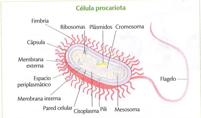 Figura 2 de Ciencias Naturales · 9 EGB · 2024