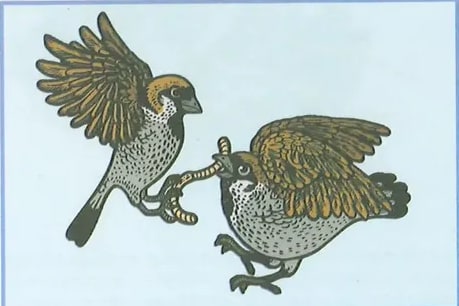 Dos aves compitiendo por alimento (lombriz)