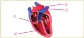 Esquema del corazón con etiquetas a, b, c, d.