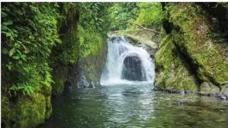 Fotografía de helechos y musgo epífitos en Bosque Nublado, Parque Nacional Podocarpus (Loja). Pie de foto: 'Helechos y musgo epífitos. Bosque Nublado, Parque Nacional Podocarpus (Loja).'