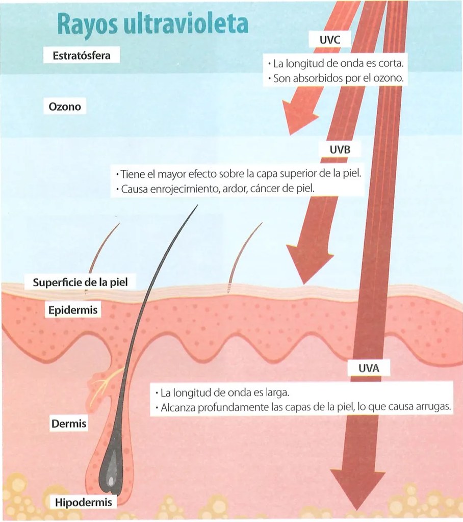 Figura 2 de Ciencias Naturales · 7 EGB · 2024