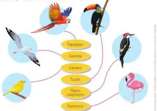 Seis fotos de aves conectadas con etiquetas de sus nombres.