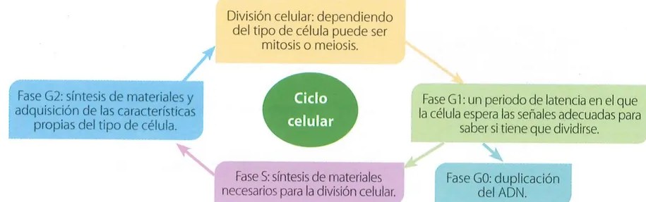 Figura 2 de Ciencias Naturales · 9 EGB · 2024