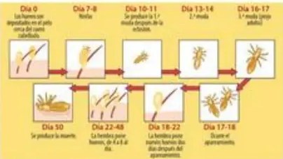 Ciclo de vida de la mariposa con cuatro etapas: huevos, oruga, pupa, mariposa.