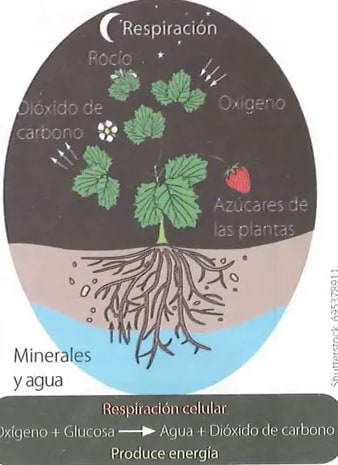Figura 3 de Ciencias Naturales · 8 EGB · 2025