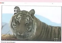 Figura 1 de Ciencias Naturales · 8 EGB · 2025