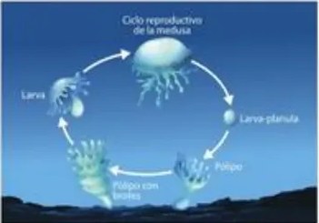 Figura 6 de Ciencias Naturales · 5 EGB · 2024