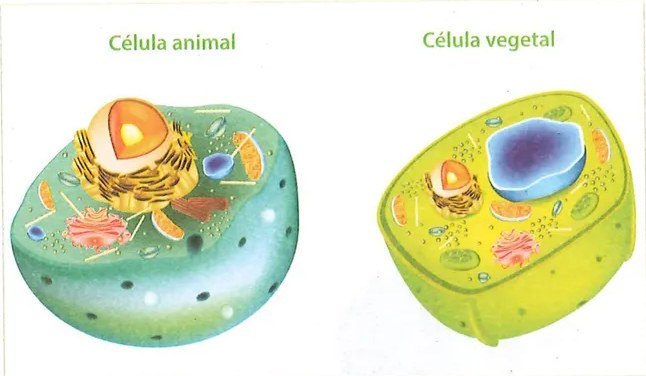 Figura 3 de Ciencias Naturales · 9 EGB · 2024